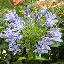 AGAPANTHUS Donau