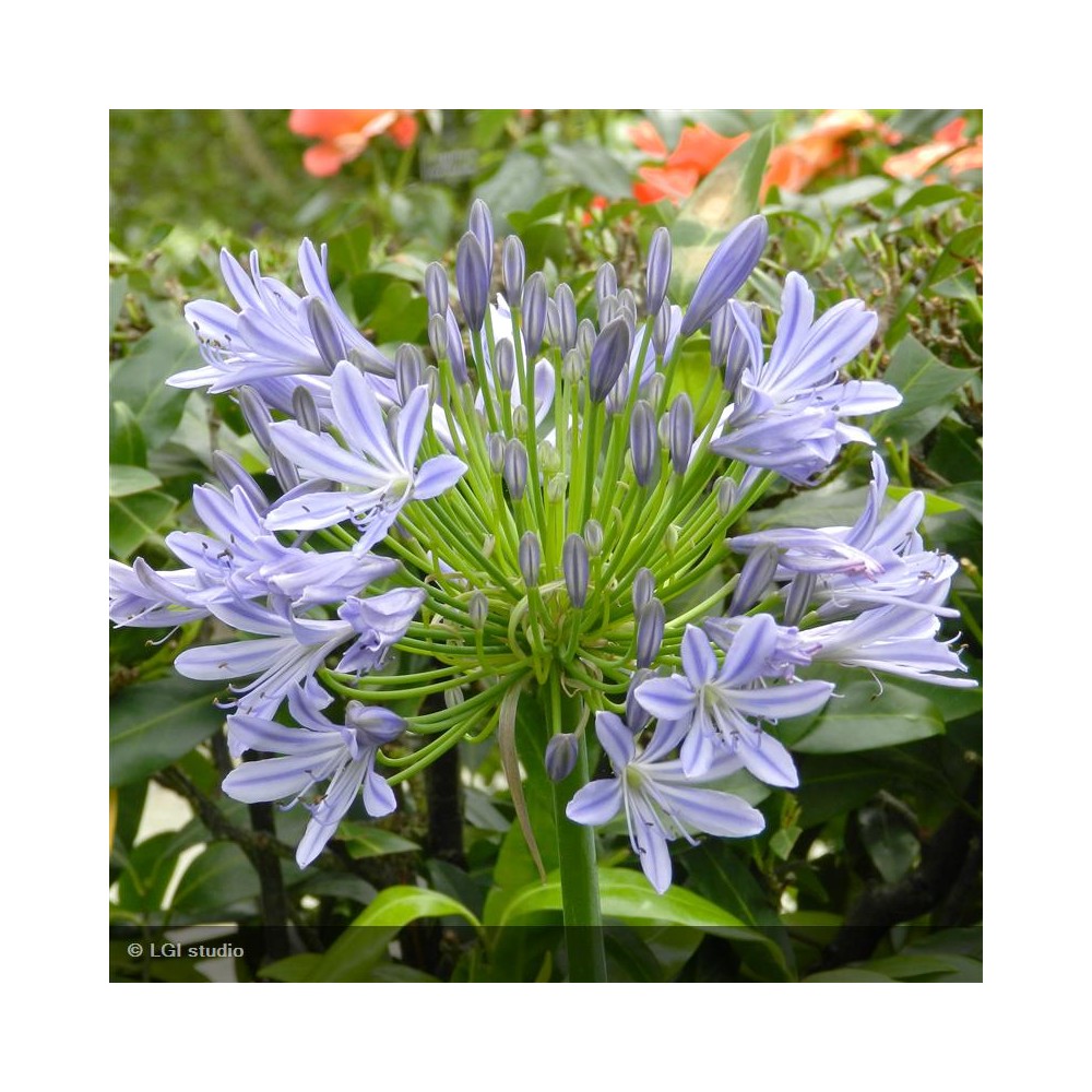 AGAPANTHUS Donau