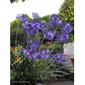 AGAPANTHUS Northen Star®