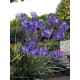 AGAPANTHUS Northen Star®