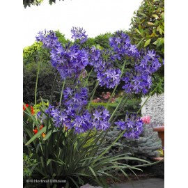 AGAPANTHUS Northen Star®