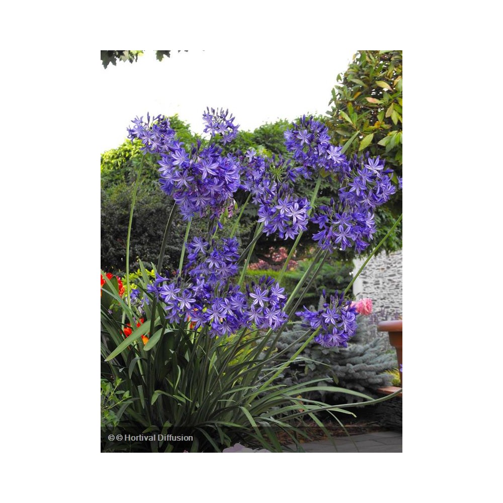 AGAPANTHUS Northen Star®