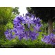 AGAPANTHUS Northen Star®