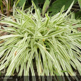 AGAPANTHUS Tinkerbell