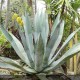 AGAVE americana