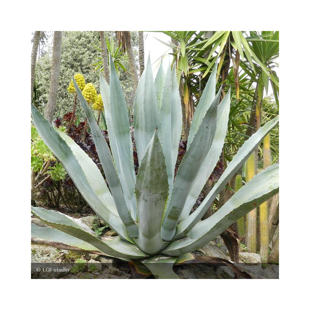 AGAVE americana