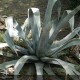 AGAVE americana