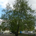 ALNUS cordata