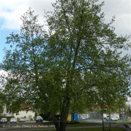 ALNUS cordata