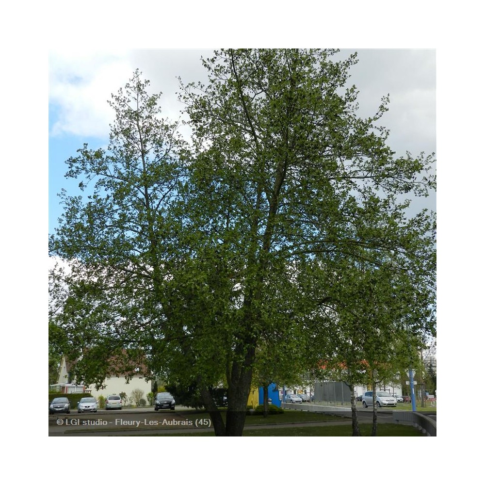 ALNUS cordata
