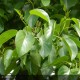 ALNUS cordata