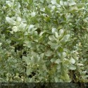 ATRIPLEX halimus