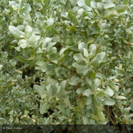 ATRIPLEX halimus