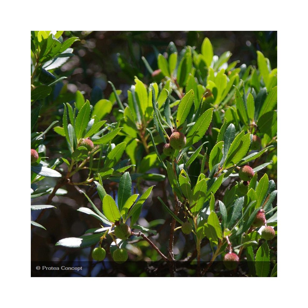 ARBUTUS unedo Atlantic