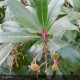 ARBUTUS unedo Atlantic