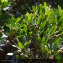 ARBUTUS unedo Rubra