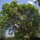 ARBUTUS unedo Rubra