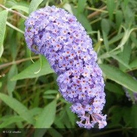 BUDDLEIA x Lochinch