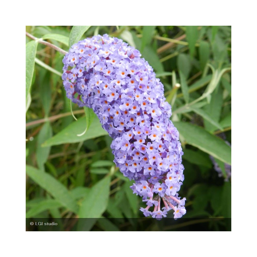 BUDDLEIA x Lochinch