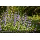 CARYOPTERIS x clandonensis Grand Bleu®