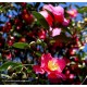 CAMELLIA sasanqua