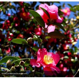 CAMELLIA sasanqua