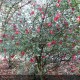 CAMELLIA sasanqua