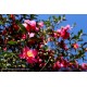 CAMELLIA sasanqua