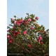 CAMELLIA sasanqua