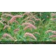 PENNISETUM orientale Karley's Rose