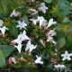 ABELIA grandiflora Pisto