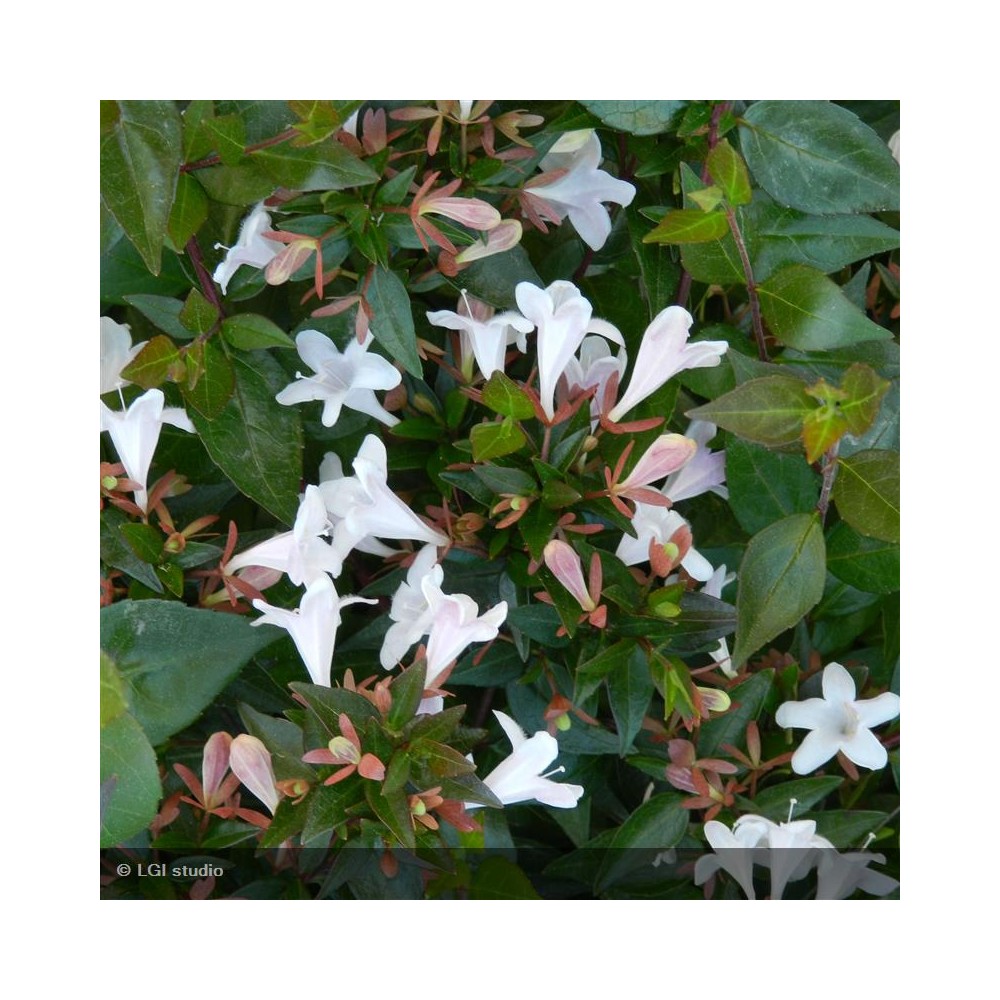 ABELIA grandiflora Pisto