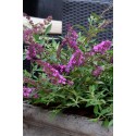 BUDDLEIA flutterby Petite®dark pink