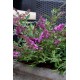 BUDDLEIA flutterby Petite®dark pink