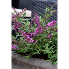 BUDDLEIA flutterby Petite®dark pink