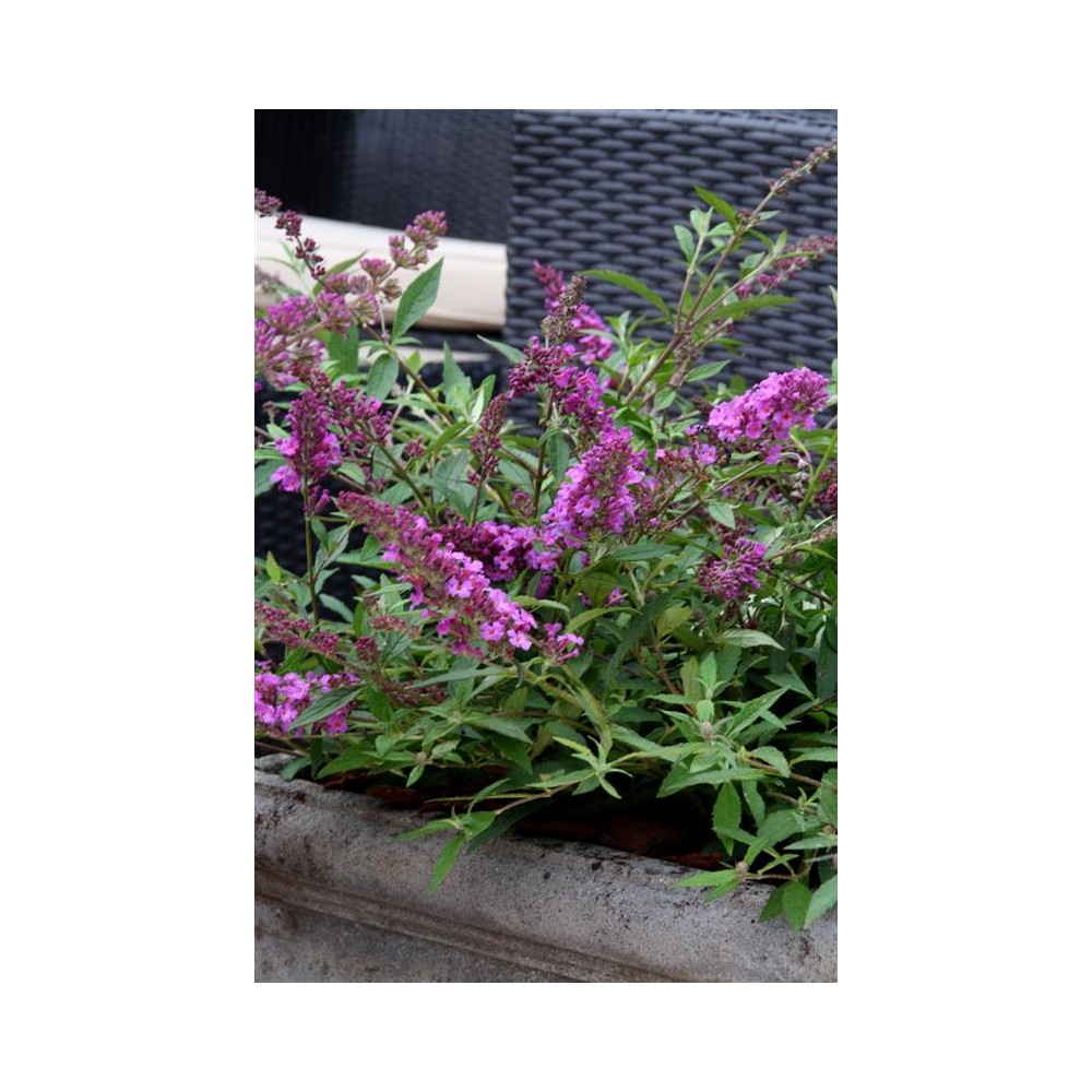 BUDDLEIA flutterby Petite®dark pink