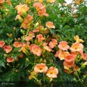 CAMPSIS grandiflora