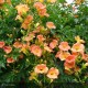 CAMPSIS grandiflora