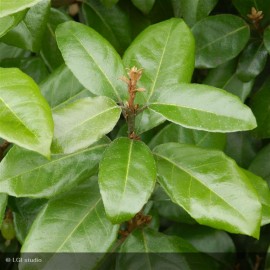 ELAEAGNUS x ebbingei