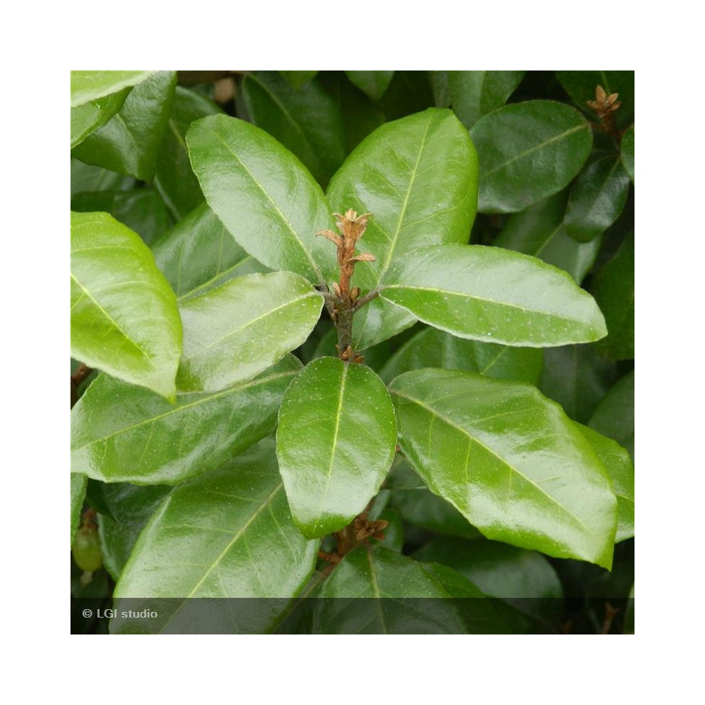 ELAEAGNUS x ebbingei