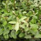 ELAEAGNUS x ebbingei
