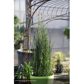 EQUISETUM hyemale