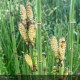 EQUISETUM hyemale