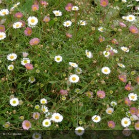 ERIGERON karvinskianus Profusion