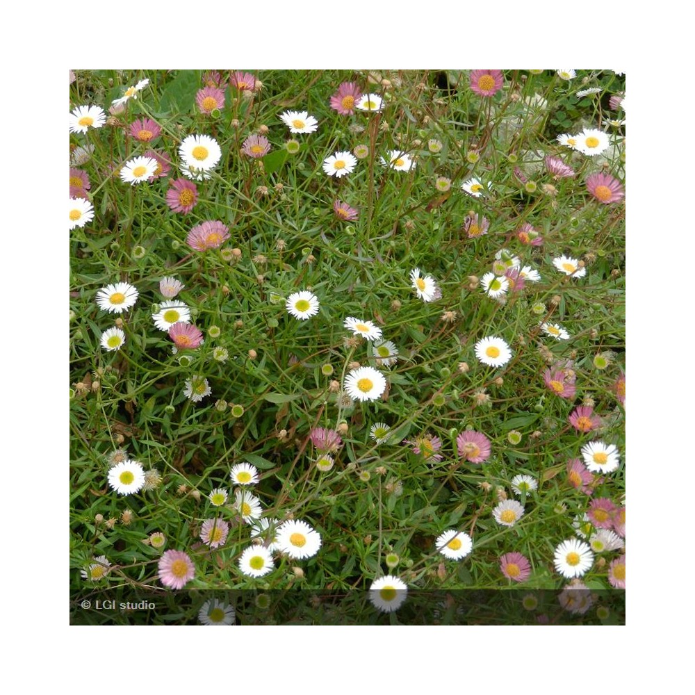 ERIGERON karvinskianus Profusion