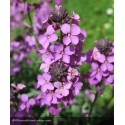 ERYSIMUM linifolium Bowles