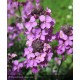 ERYSIMUM linifolium Bowles