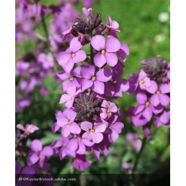 ERYSIMUM linifolium Bowles