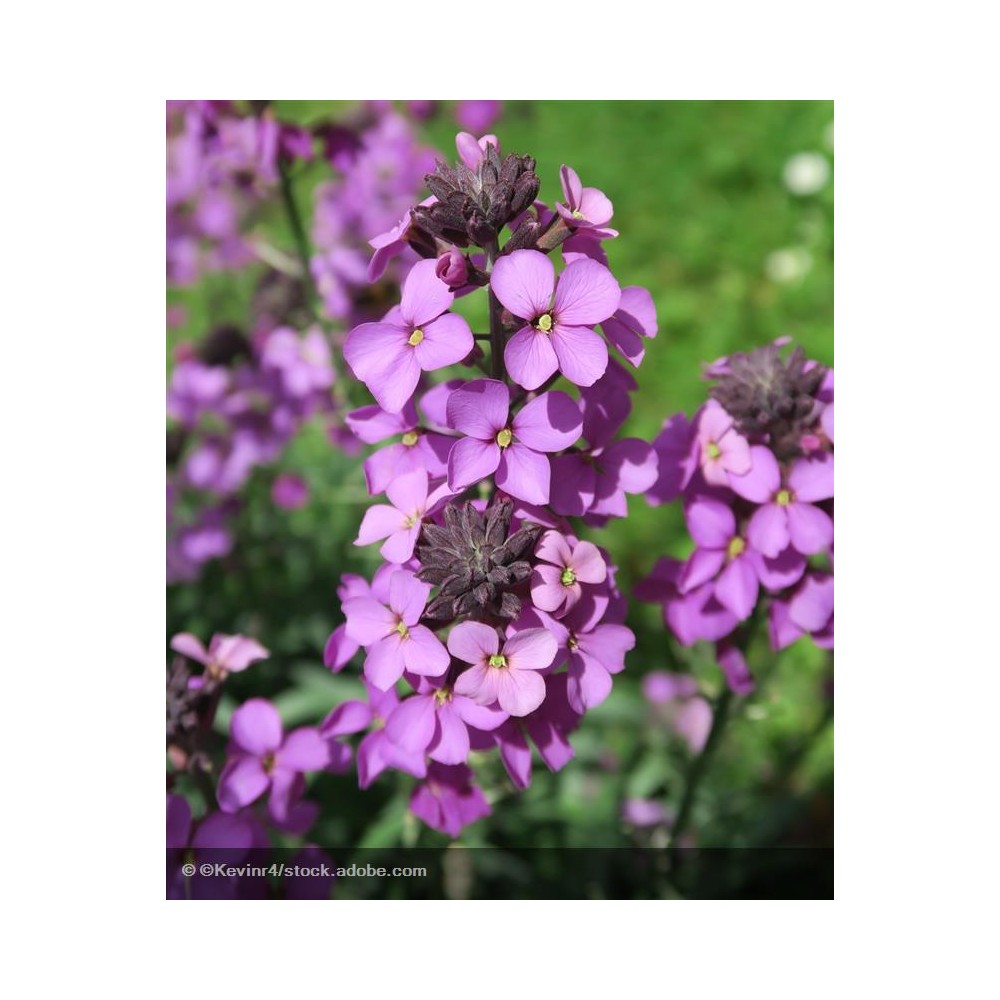 ERYSIMUM linifolium Bowles