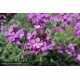 ERYSIMUM linifolium Bowles